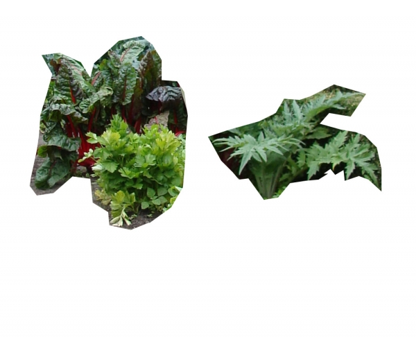 Creation of Organic Grown In The Garden: Step 7